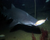shark1.jpg