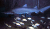 shark2.jpg