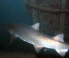 shark3.jpg