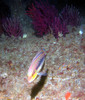 slippery_dick_fish.jpg