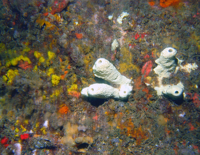 ../pictures/coral.jpg