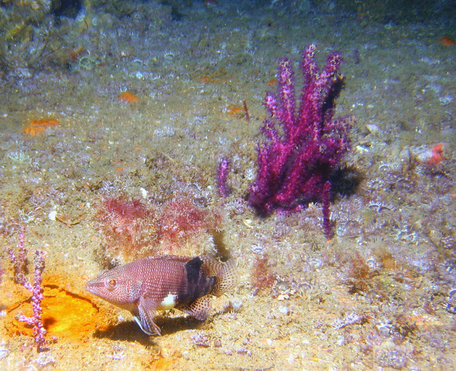 ../pictures/sand_fish1.jpg