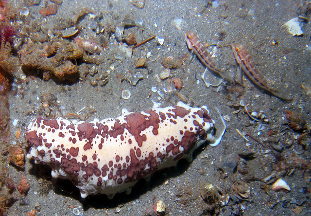 ../pictures/sea_cucumber.jpg