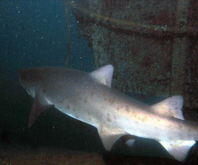 ../pictures/shark3.jpg