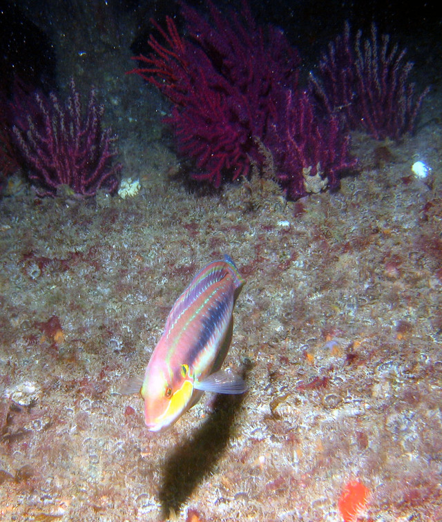 ../pictures/slippery_dick_fish.jpg