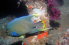 angel_fish3.jpg