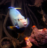 angel_fish6.jpg