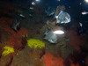 atlantic_spade_fish1.jpg