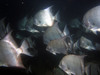 atlantic_spade_fish2.jpg