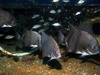atlantic_spade_fish7.jpg