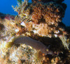 blenny.jpg