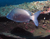 blue_fish.jpg