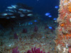 blue_reef_fish2.jpg
