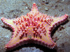 cookie_cutter_star_fish2.jpg
