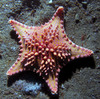 cookie_cutter_star_fish4.jpg