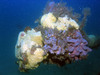 coral.jpg