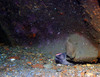 eel3.jpg