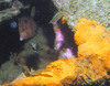 file_fish1.jpg