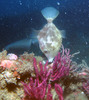 file_fish2.jpg