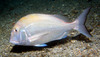 fish.jpg