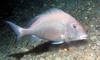 fish2.jpg