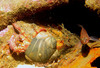 hermit_crab2.jpg