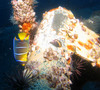 juvenile_angel_fish2.jpg