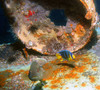 juvenile_angel_fish3.jpg