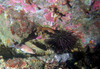 sand_fish.jpg