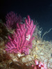 soft_coral2.jpg