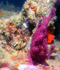 soft_coral3.jpg