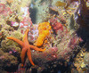 star_fish1.jpg