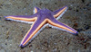 star_fish5.jpg