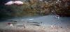 sting_ray2.jpg