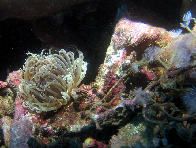 ../pictures/anemone1.jpg