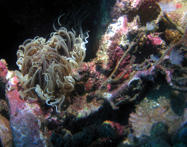 ../pictures/anemone2.jpg