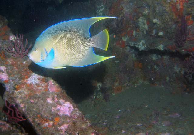 ../pictures/angel_fish1.jpg