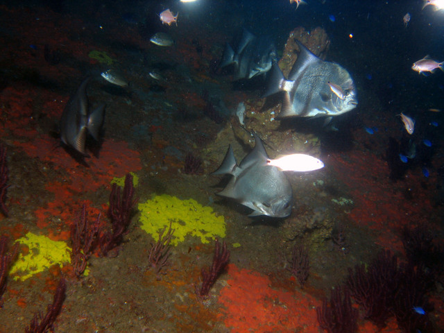 ../pictures/atlantic_spade_fish1.jpg