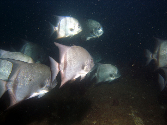 ../pictures/atlantic_spade_fish3.jpg
