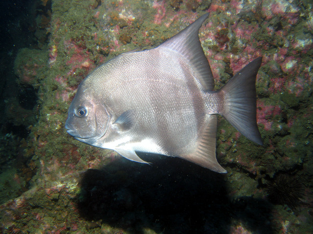 ../pictures/atlantic_spade_fish4.jpg
