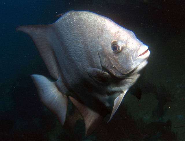 ../pictures/atlantic_spade_fish8.jpg