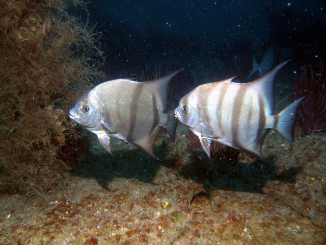 ../pictures/atlantic_spade_fish9.jpg
