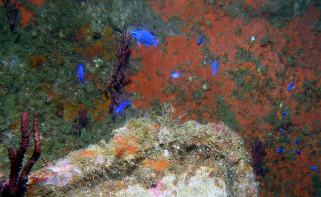 ../pictures/blue_reef_fish1.jpg
