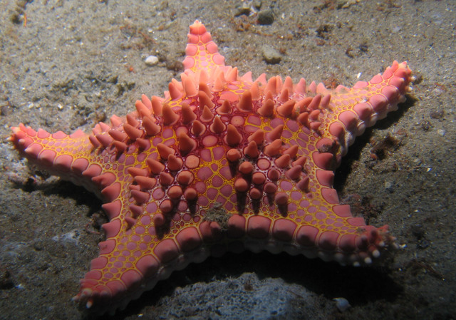 ../pictures/cookie_cutter_star_fish1.jpg
