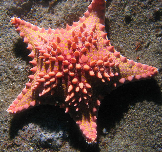 ../pictures/cookie_cutter_star_fish3.jpg