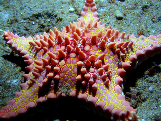 ../pictures/cookie_cutter_star_fish5.jpg