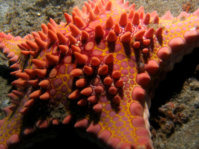 ../pictures/cookie_cutter_star_fish6.jpg