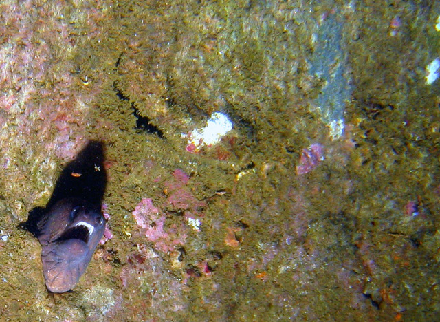 ../pictures/eel2.jpg