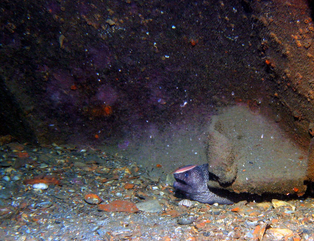 ../pictures/eel3.jpg