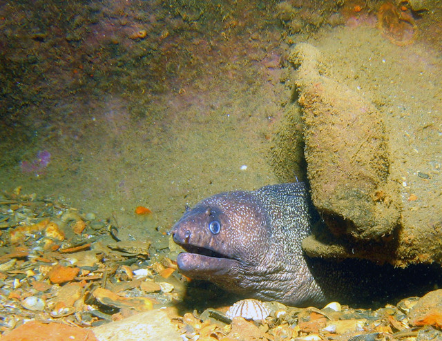 ../pictures/eel4.jpg